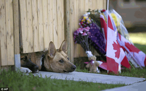 心碎了 加拿大恐袭遇难军人的两条狗还在Ļ