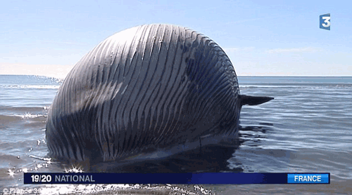 鲸鱼尸体搁浅海岸 膨胀如气球随时或爆炸